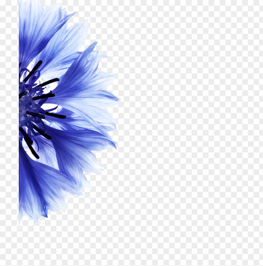 Flower Cornflower Petal Blue PNG