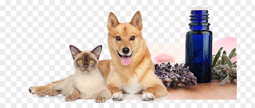 Oil Pet Dog Cat Puppy Essential PNG