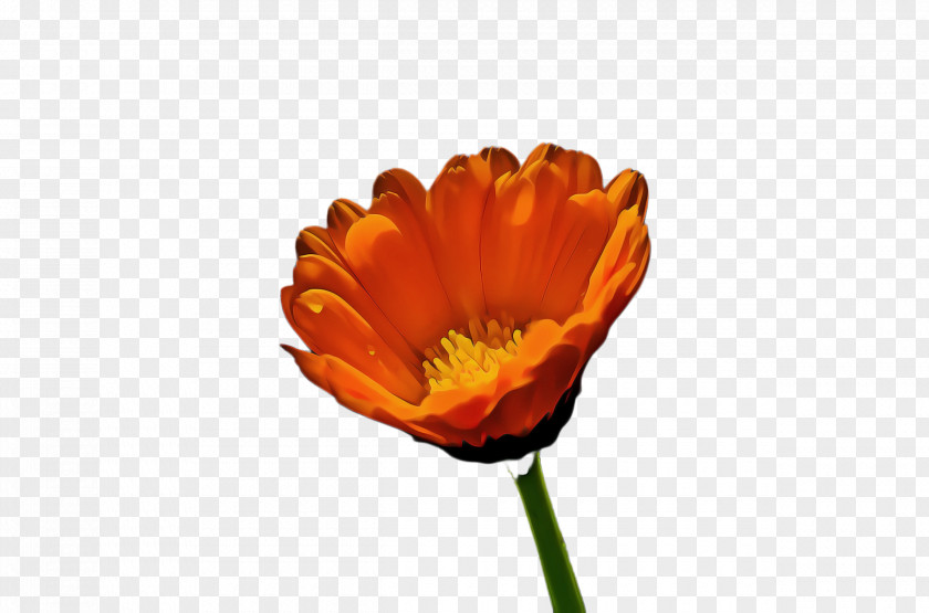 Oriental Poppy Daisy Family Flower PNG