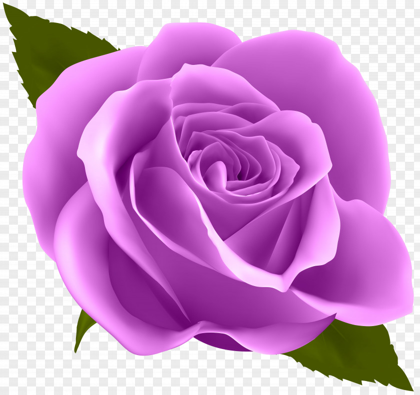 Purple Rose Clip Art Image Flower PNG