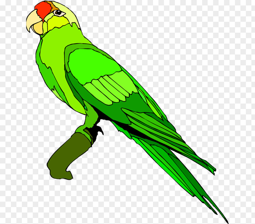 Animated Pirate Parrot Clip Art Bird Openclipart Free Content PNG