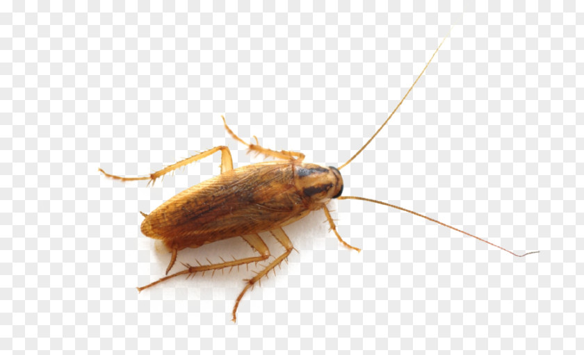 Cockroach German American Insect Pest PNG
