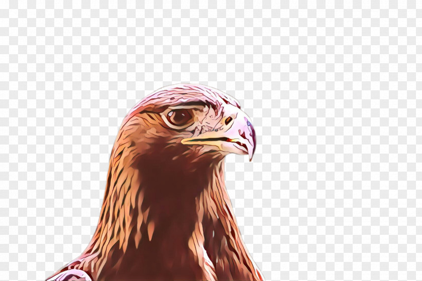 Falconiformes Bald Eagle Bird Golden Of Prey Beak PNG
