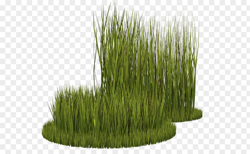 Grass Grasses Herbaceous Plant Perennial Ryegrass Lawn PNG