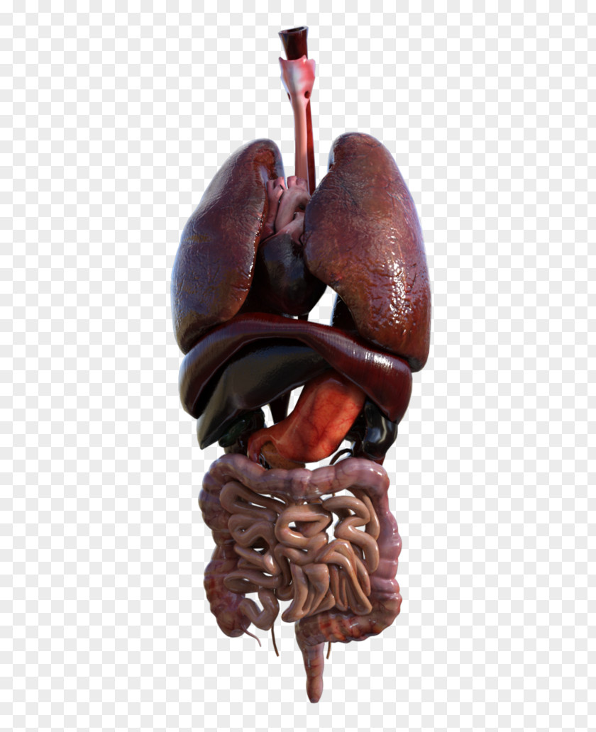 Human Anatomy Organ Homo Sapiens Head PNG anatomy sapiens head, internal organs clipart PNG