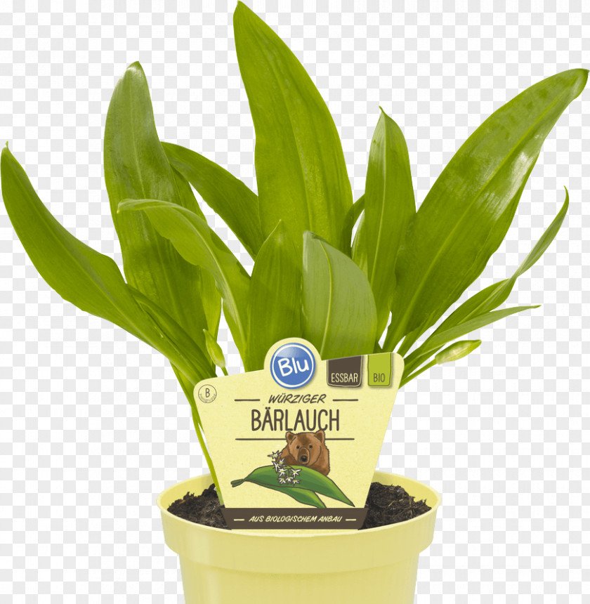 Baum Herbaceous Plant Ramsons Common Rue Perennial PNG