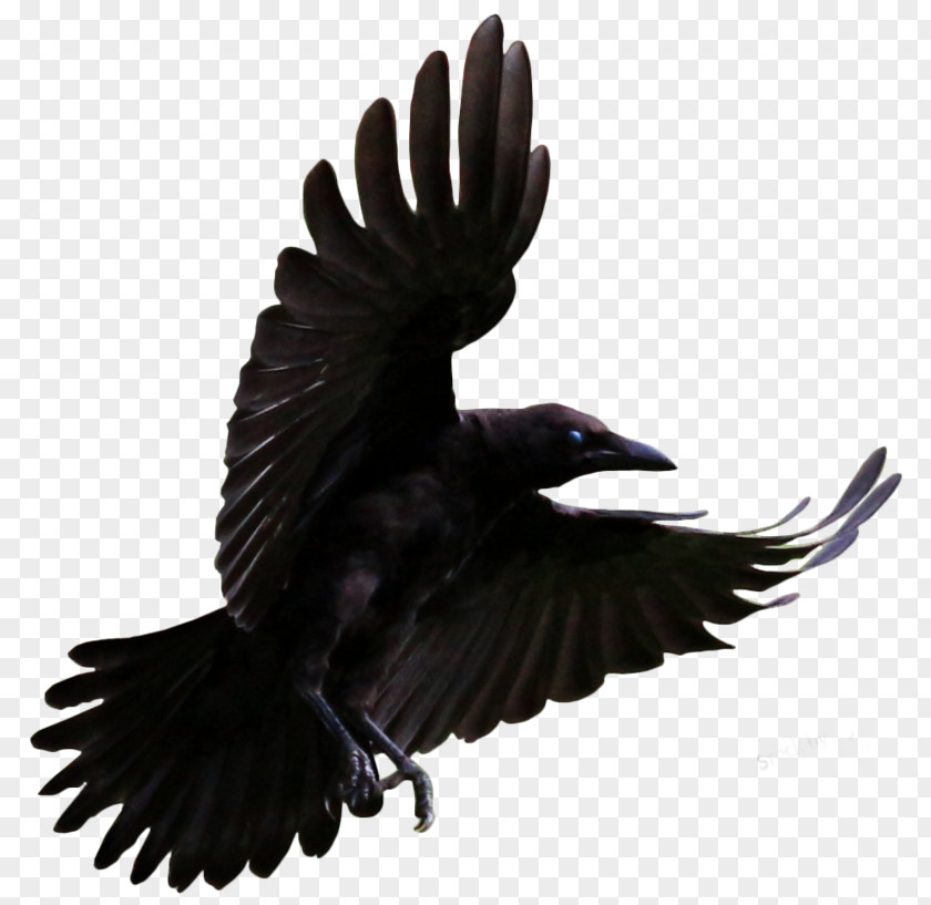 Crow Clip Art Common Raven Bird Brains: The Intelligence Of Crows, Ravens, Magpies, And Jays PNG