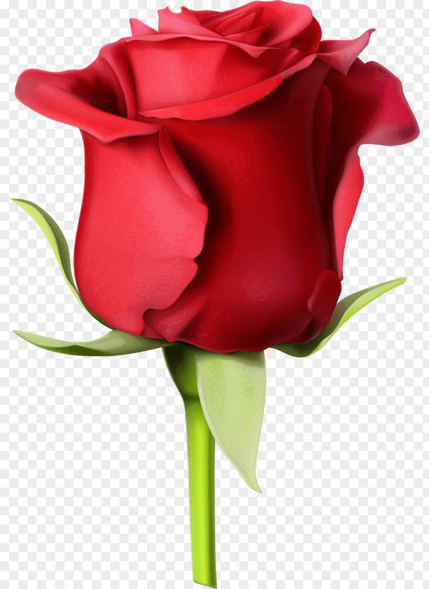 Favorite Flowers Vector Graphics Rose Desktop Wallpaper Image Stock Illustration PNG