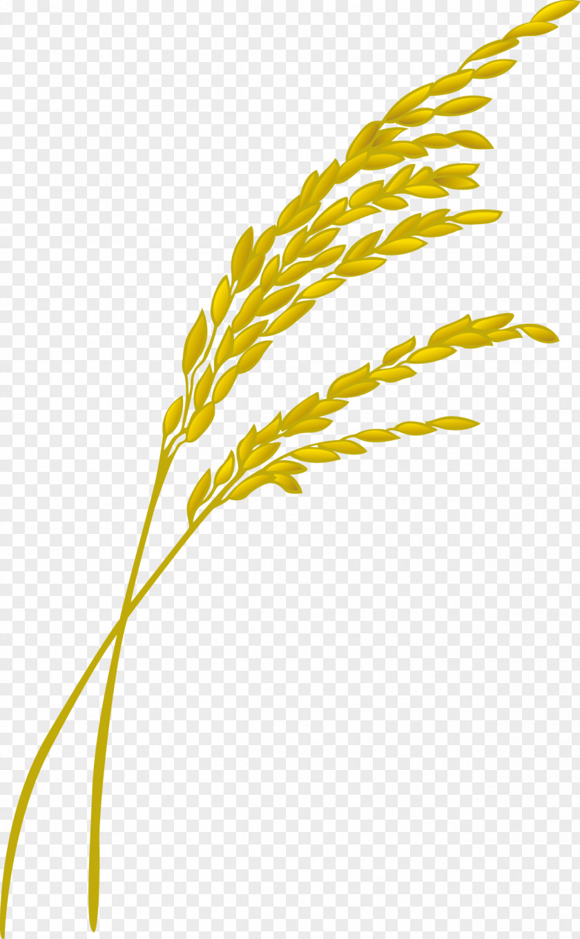 Paddy,Rice,Rice,Hedao Rice Oryza Sativa Designer PNG