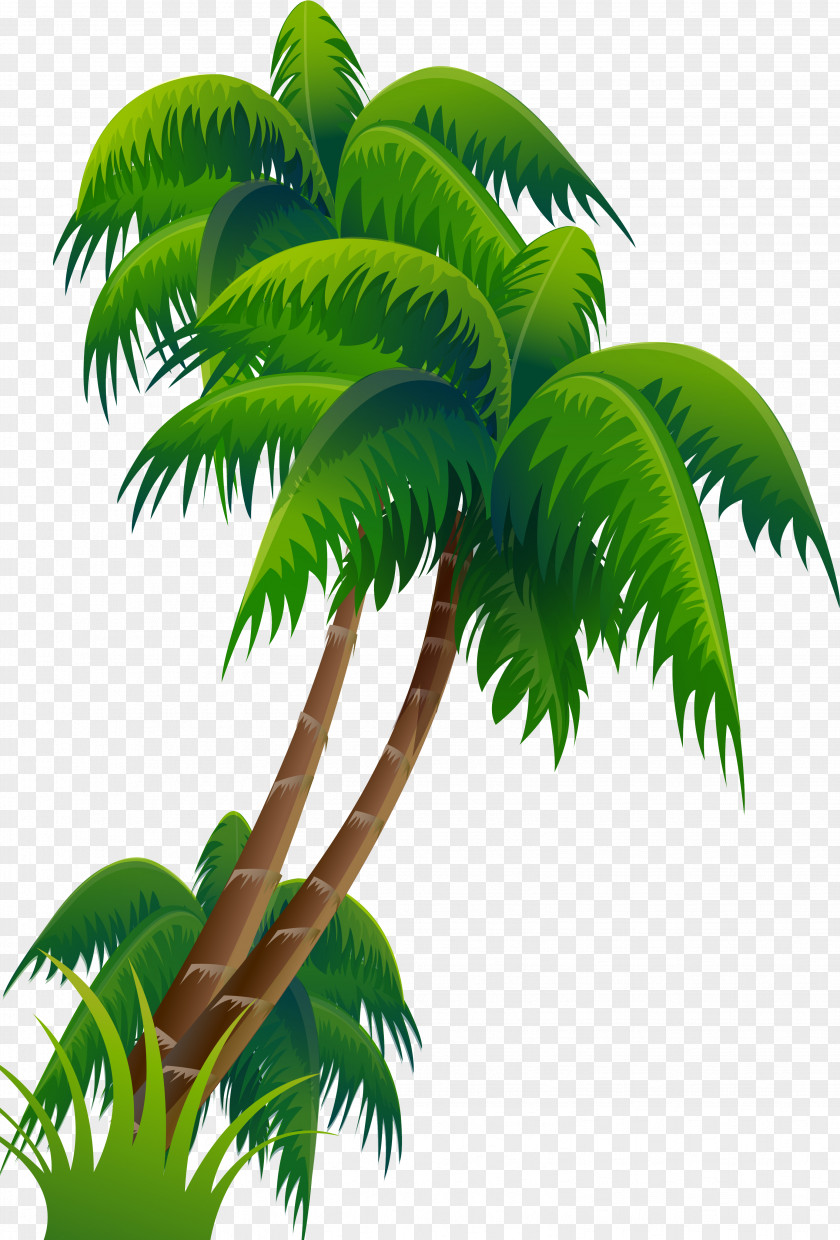Palm Tree Coconut Arecaceae PNG