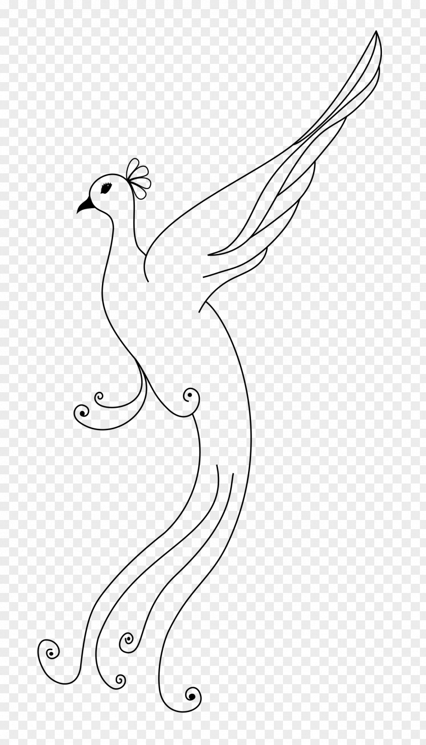 Peacock Line Art Drawing Clip PNG