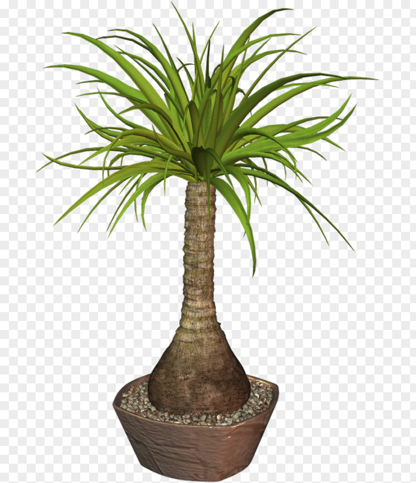 Plant Flowerpot Arecaceae PNG