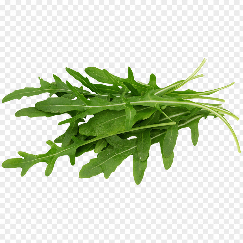 Rucola Arugula Lettuce Leaf Vegetable Salad Endive PNG