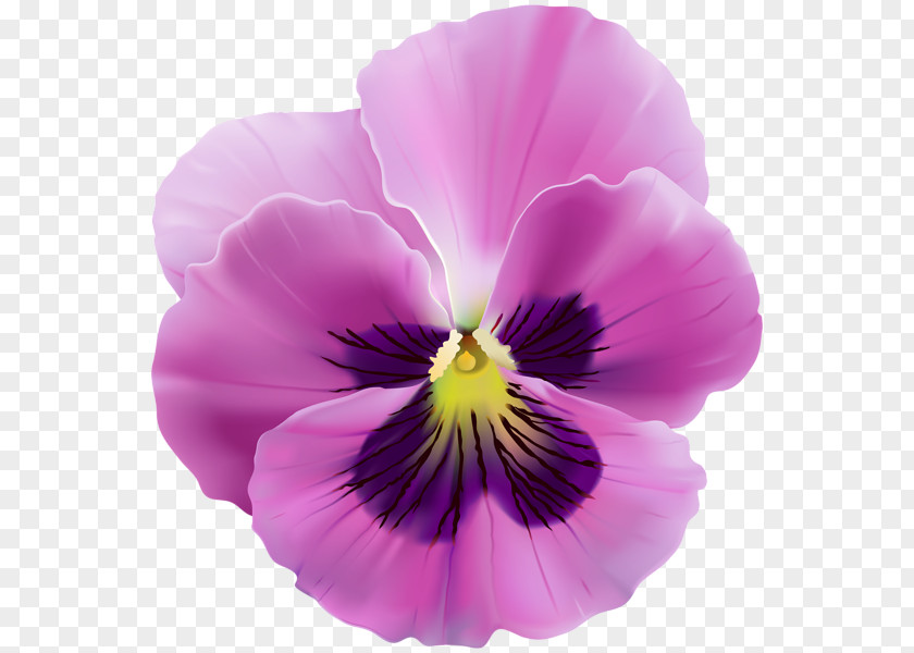 Violet Flower Pansy Royalty-free Clip Art PNG
