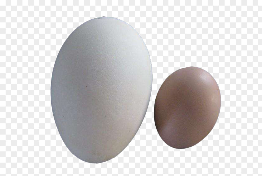 Goose And Eggs Chicken Domestic Egg Duck PNG