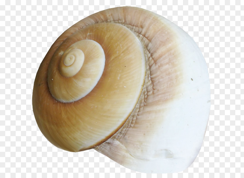 Snail Sea Conchology Seashell Gastropods PNG