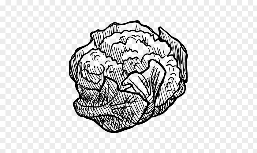 Cauliflower Hand-painted Artwork Black And White Vegetable Drawing Pencil Sketch PNG