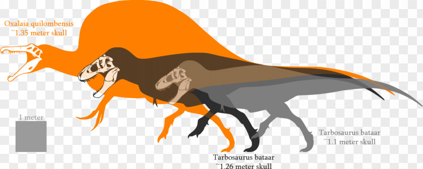 Dinosaur Tyrannosaurus Tarbosaurus Spinosaurus Carnotaurus Giganotosaurus PNG