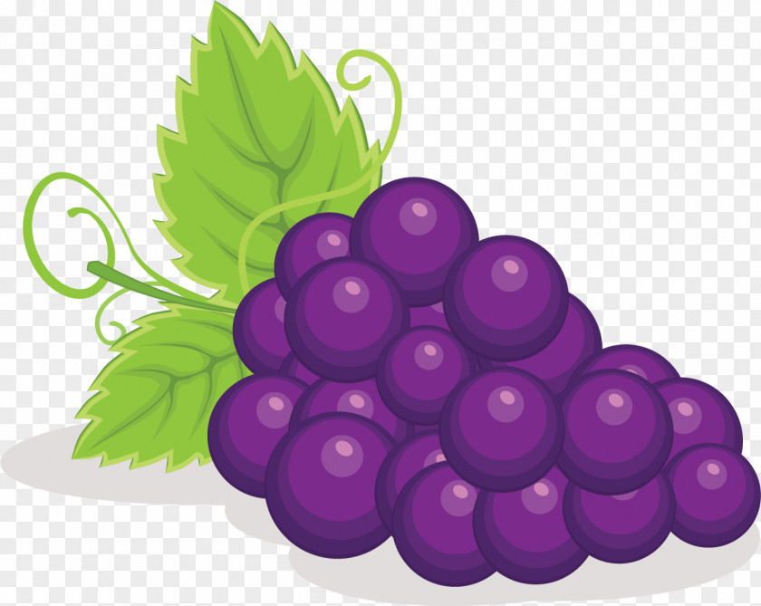 Grape Fruit Grapevine Family Seedless Purple PNG