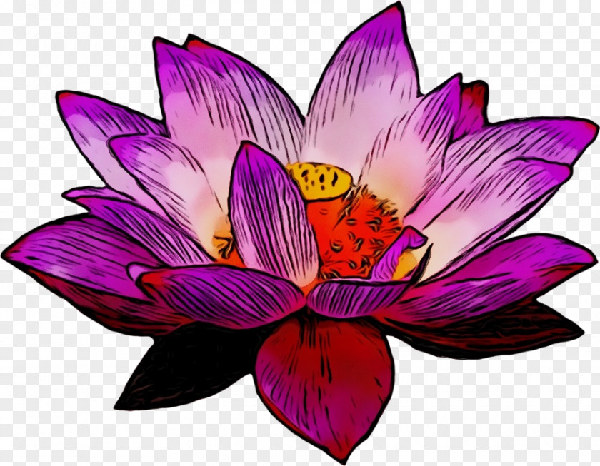 Lotus Family Magenta Petal Violet Purple Flower Pink PNG