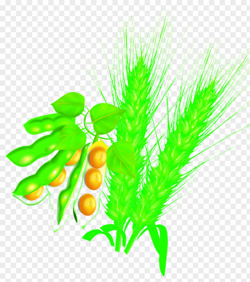 Soybeans And Wheat Soybean PNG