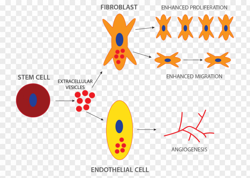 Technology Stem Cell Microvesicles Therapy PNG