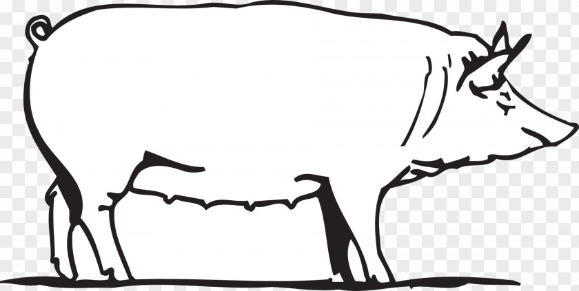 Barn Pig Drawing Clip Art PNG