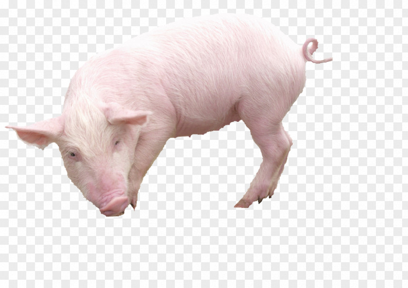 Turned Boar Domestic Pig Image File Formats PNG