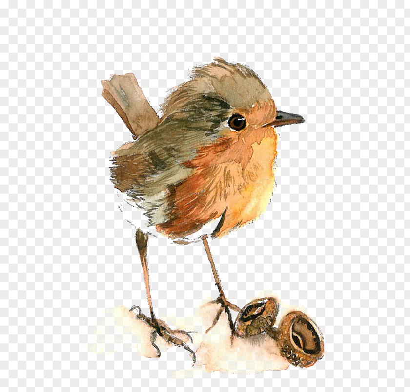 Watercolor Bird PNG bird clipart PNG