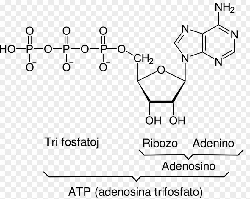Atp Coenzyme A Adenosine Triphosphate Cell Acetyl-CoA Ribose PNG