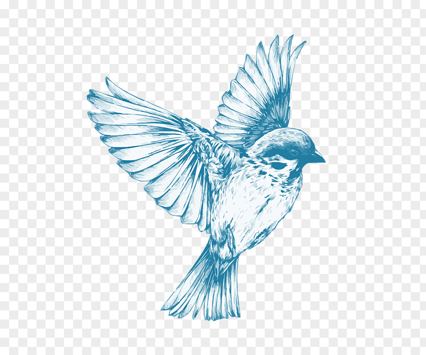 Bird Drawing Art Sketch PNG