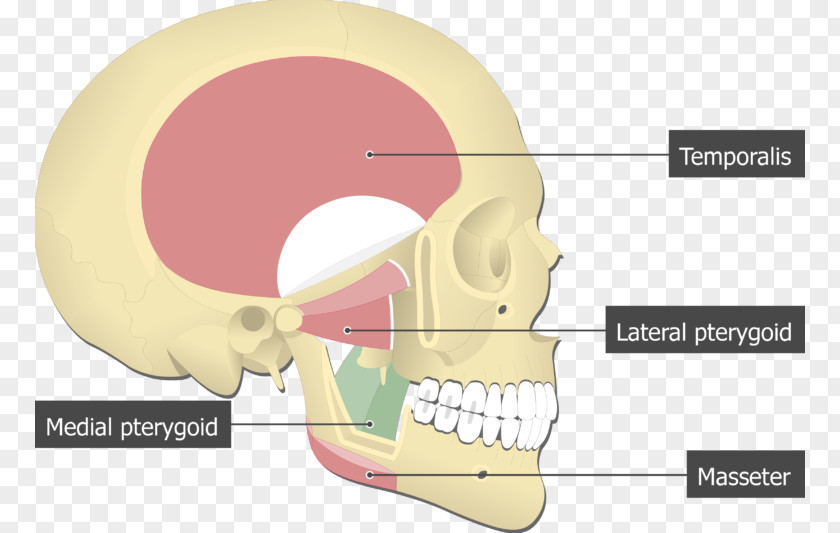 Lateral Pterygoid Muscle Medial Temporal Masseter Processes Of The Sphenoid PNG
