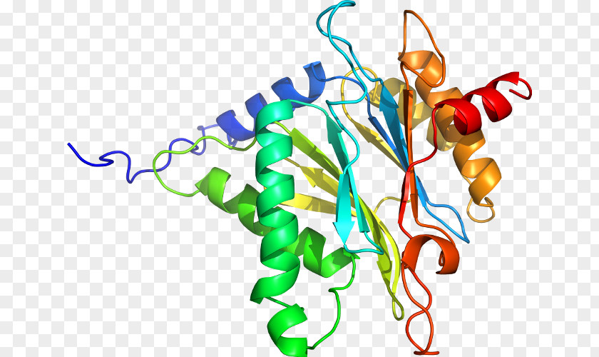 Protein Tertiary Structure Radixin Gene PNG