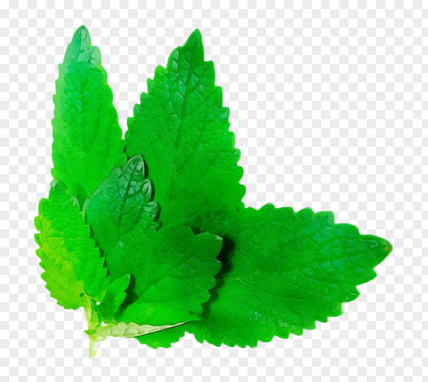 Annual Plant Flower Green Leaf Herb Peppermint PNG