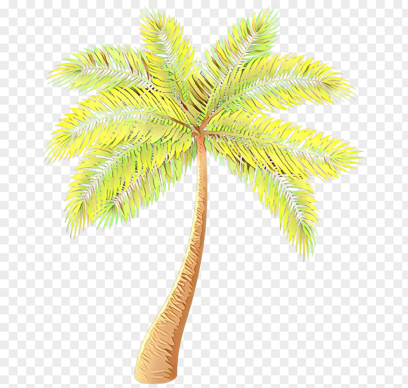 Asian Palmyra Palm Date Trees Coconut Plants PNG
