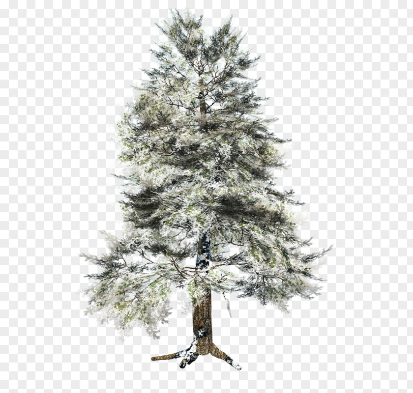 Christmas Tree Spruce Ornament Battle Of Berezina Dictionary PNG