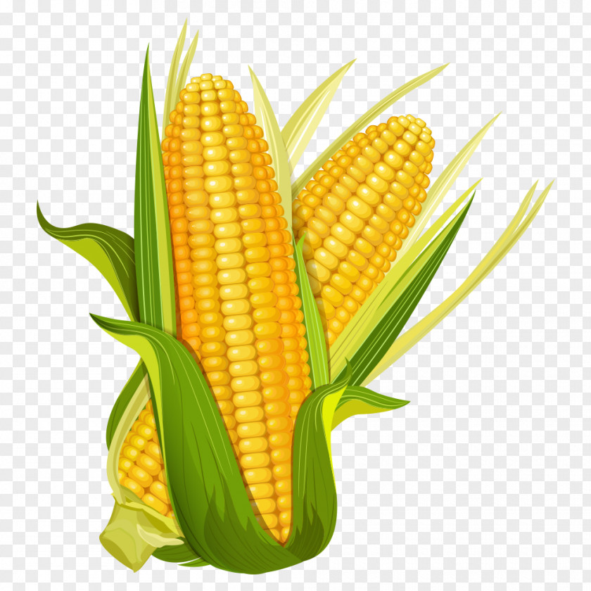 Corn Maize Ear Corncob Popcorn PNG