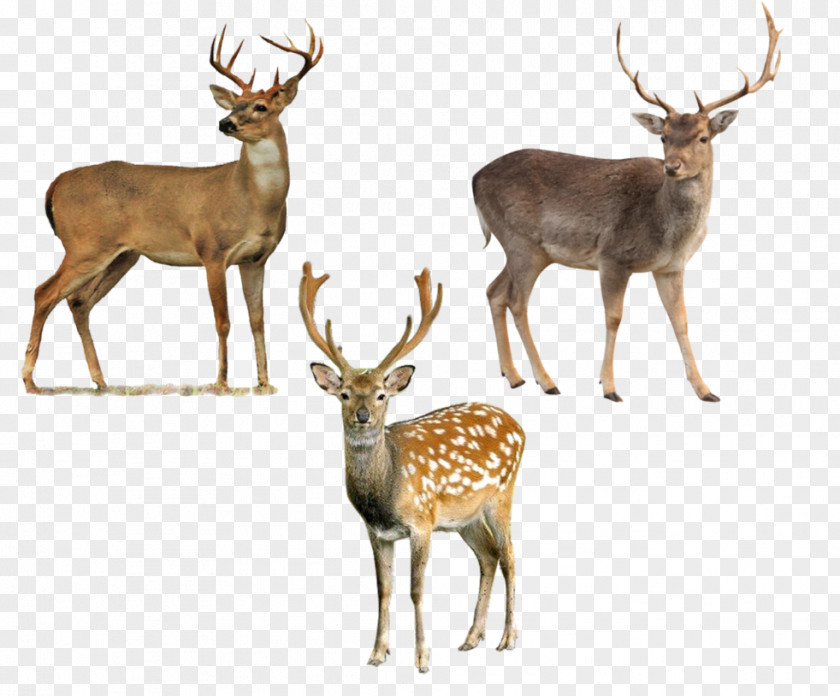 Deer Roe Moose Clip Art PNG