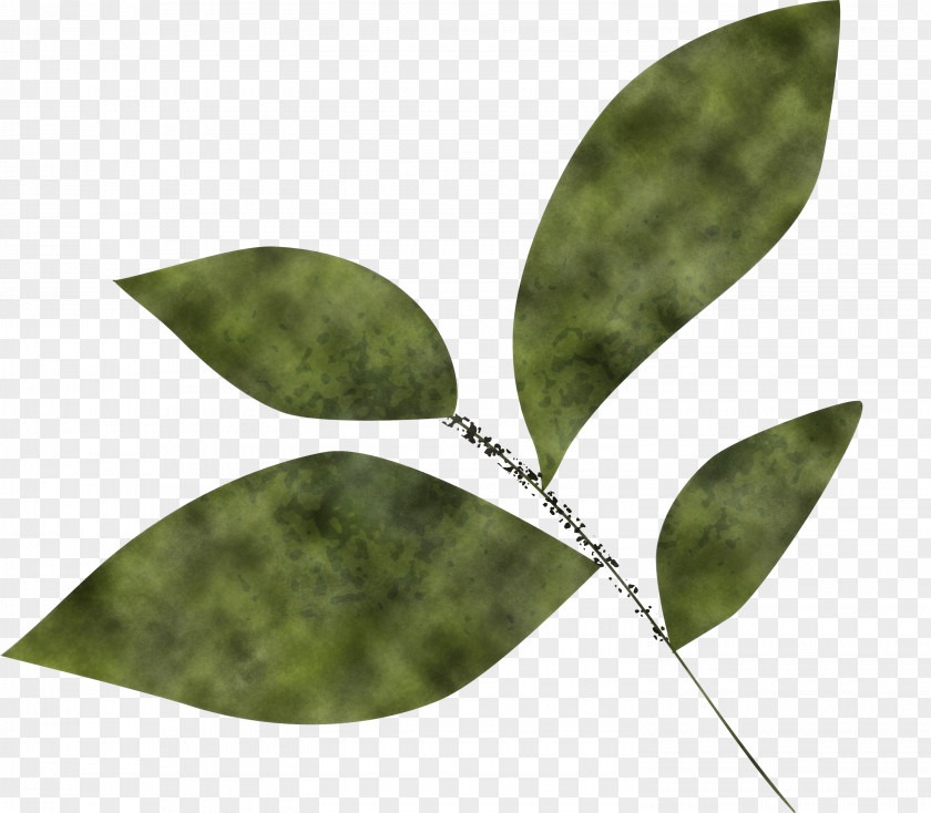 Olive Leaf PNG