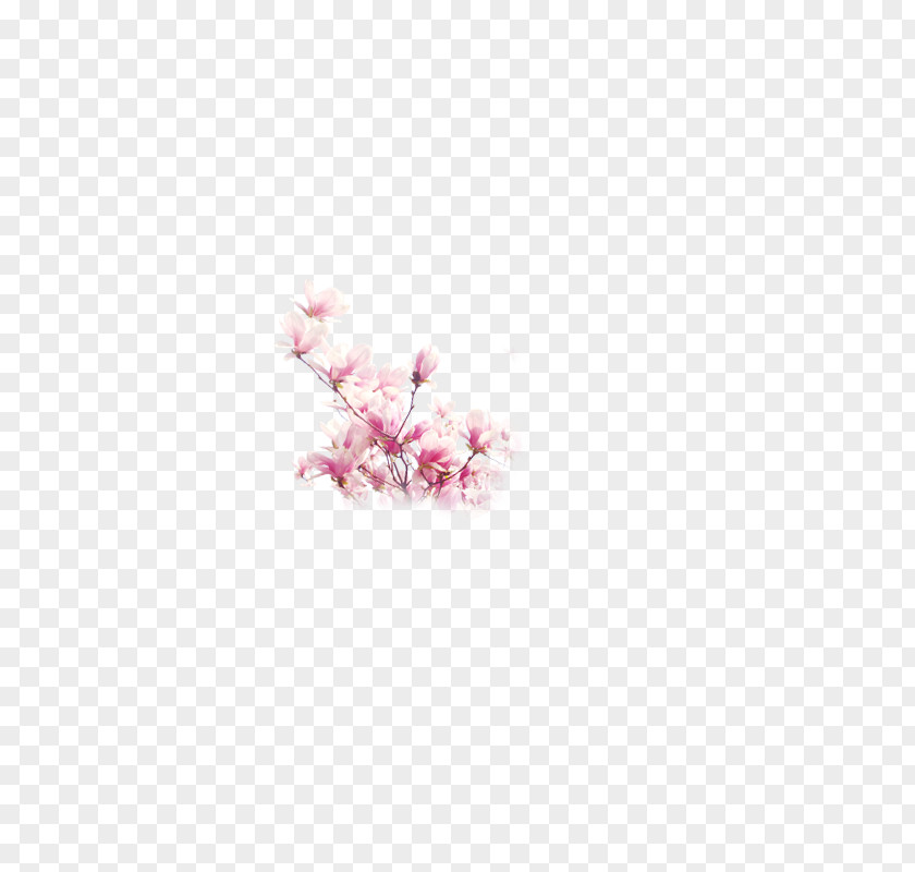 Plum Flower Petal Cherry Blossom Pink Book PNG