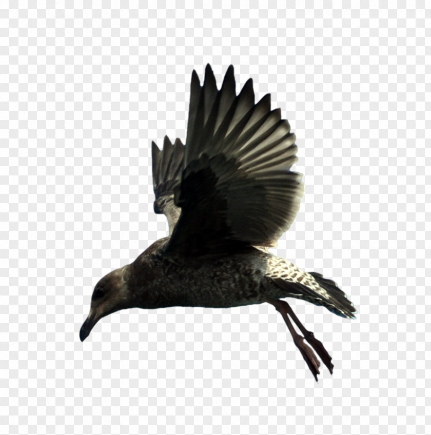Seagull Bird Beak Feather Wing Fauna PNG