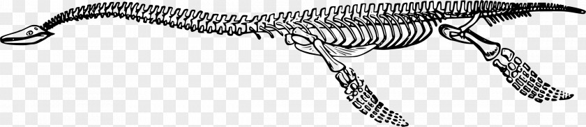 Skeleton Plesiosauria Tyrannosaurus Dinosaur Plesiosaurus Clip Art PNG