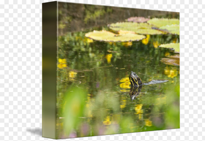 Water Flora Fauna Ecosystem Meadow Pond PNG