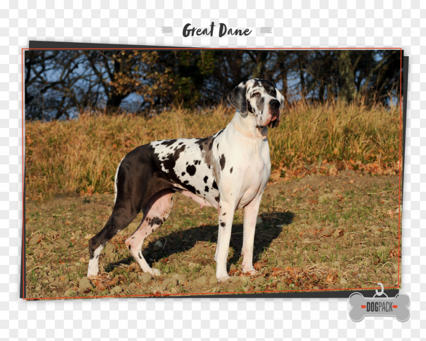 West Dog Great Dane German Shepherd Breed Dobermann Boxer PNG