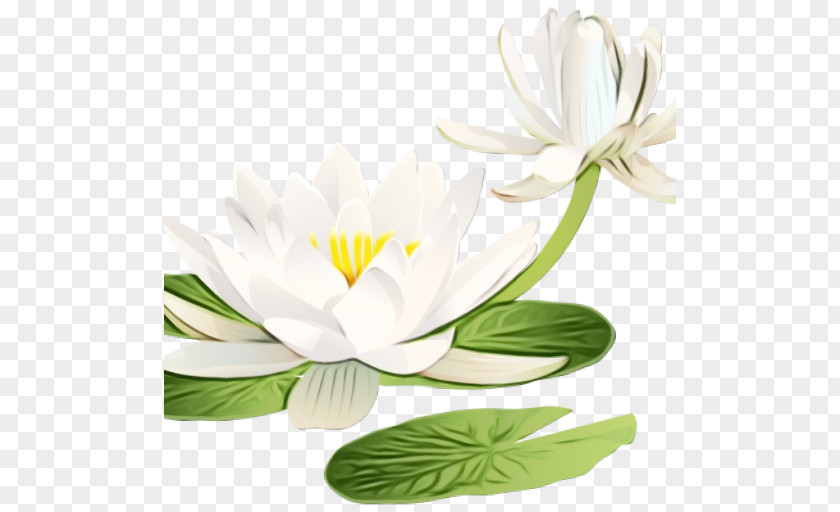 Aquatic Plant Leaf White Flower Petal Flowering PNG