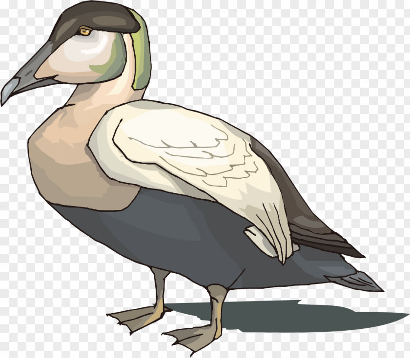 Bird Cartoon Mallard Goose Duck Illustration PNG