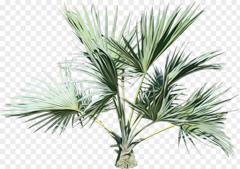 Evergreen Jack Pine Palm Oil Tree PNG