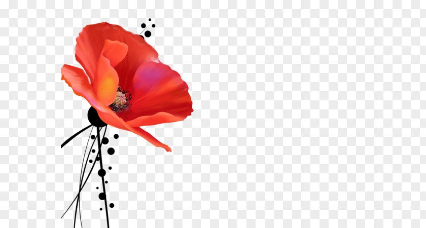 God Poppy Quran Happiness Holy Of Holies PNG