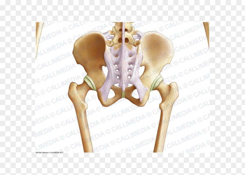 Pelvis Hip Bone Coronal Plane Anatomy PNG