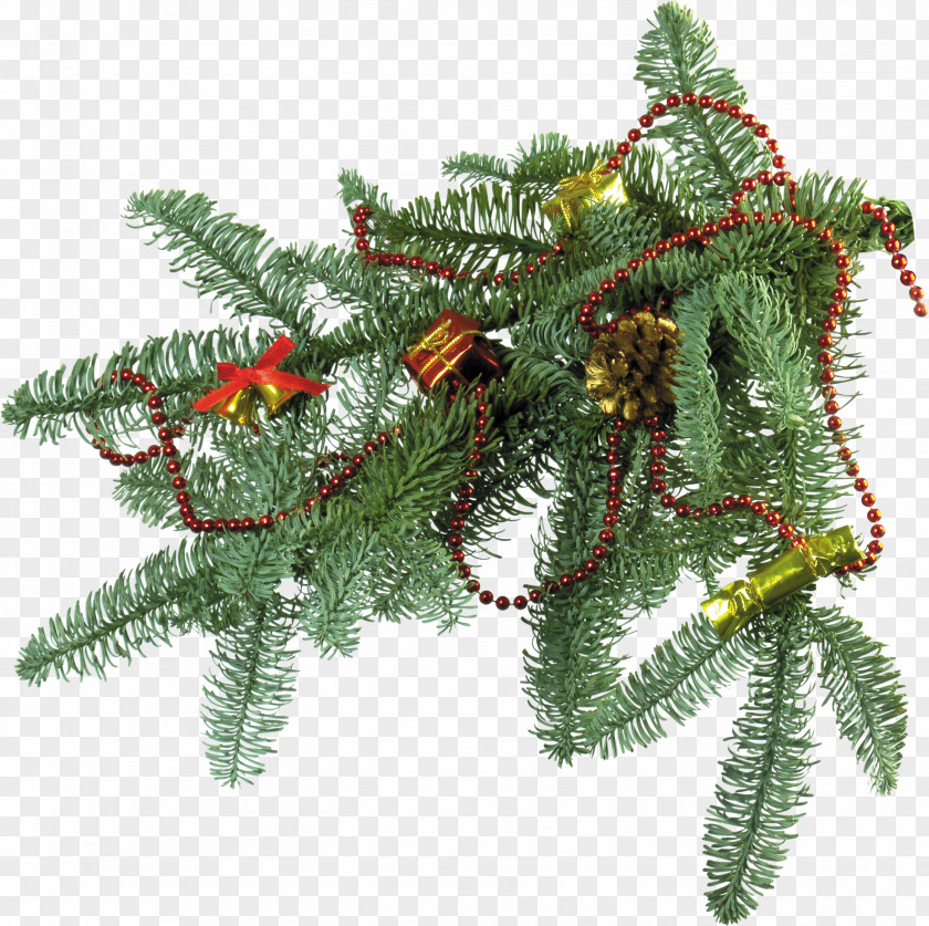 Pine Branches Pictures New Year Tree Christmas Ornament Fir PNG